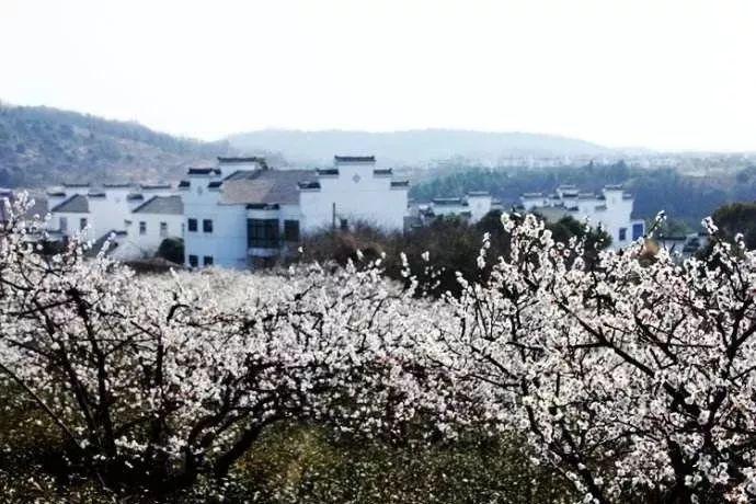 破碎的动物图形2